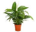 Dehner Air So Pure® Einblatt Sweet Chico, ausladendes Blattwerk, ca. 60-65 cm, Ø Topf 17 cm, Zimmerpflanze