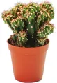 Cereus peruvianus cristata - Felsenkaktus - im 5,5cm Topf