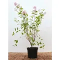 Ceanothus Pallidus Marie Simon Säckelblume Rosa 60–80 cm