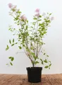 Pflanzen für Dich Gehölze Ceanothus pall. Marie Simon, 1 St., Säckelblume, Amerikanischer Flieder