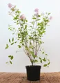 Ceanothus pallidus 'Marie Simon', Säckelblume, rosa, 60–80 cm