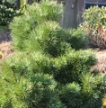 Gedrungene Zwerg Schwarzkiefer 40-50cm - Pinus nigra