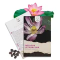 Lotus Samen winterhart (Nelumbo nucifera) - Indische Lotusblume Samen mit majestätischen Blüten zum selber ziehen für Aquarium, Teich & Garten