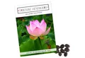 HappySeed Blumensamen Lotus Samen winterhart (Nelumbo nucifera) - Indische Lotusblume Samen, Blumen