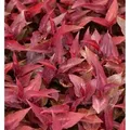 Knöterich Dragons Eye - Persicaria microcephala