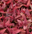 Knöterich Dragons Eye - Persicaria microcephala