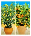 Zitronen- & Orangenbaum,2 Pflanzen Citrus Zimmerpflanzen