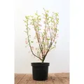 Ribes Sanguineum King Edward Vii Blutjohannisbeere Rot 40–60 cm