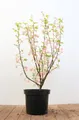 Ribes sanguineum 'King Edward VII' 40-60 cm – Winterhart, Mehrjährig, Pflegeleicht – Blutjohannisbeere – Heckenpflanze für Garten & Sichtschutz