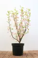 Ribes sanguineum 'King Edward VII', Blutjohannisbeere, rot, 40–60 cm
