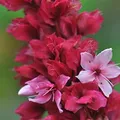 Kerzenknöterich Blackfield - Persicaria amplexicaulis - lebende Gartenpflanze aus den Baumschulen