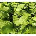 Funkie Honeybells - Hosta plantaginea