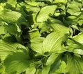 Funkie Honeybells - Hosta plantaginea