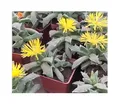 15x Faucaria bosscheana Kaktus Sukkulenten Zimmer Garten Pflanzen - Samen B1481