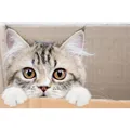 CoverYourDesk Schreibtischunterlage Maine Coon Kätzchen (21557458)