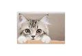 cover-your-desk.de Schreibtischunterlage abwaschbar – Maine Coon Kätzchen – aus premium Vinyl – Made in Germany, (60 x 40 cm und 70 x 50 cm, 1 tlg., aus premium Vinyl)
