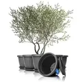 BigDean Blumentopf 6x Blumentopf mit Untersetzer rund ø50xH38 (Set, 6 St., Pflanzkästen), Blumentopf, Pflanzkübel, Wetterfest, UV-Beständig, Langlebig schwarz 50 l | Ø 50 cm x 50 cm x 38 cm x 50 cm