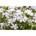 Phlox Subulata White Delight Teppichphlox Weiß 2 Liter Container