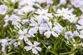 Phlox subulata 'White Delight', Teppichphlox, weiß, 2 Liter Container