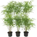 Plants by Frank | 6 Bambus Pflanzen | Fargesia Rufa | Gartenpflanzen | Gräser | Winterhart | Mehrjährig | Keine Wurzelausläufer | Gartenpflanzen