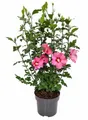 Pflanzen für Dich Gehölze Hibiscus syriacus Woodbridge, 1 St., Garten-Eibisch, Straucheibisch, Hibiskus