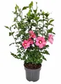 Hibiscus syriacus 'Woodbridge', Roseneibisch, rosa Blüten, 60–80 cm