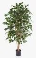 Kunstbaum Ficus Benjamina Thiago, Naturstämme, schwer brennbar, grün, 120cm Ficus (Ficus benjamini), artplants, Höhe 120.0 cm