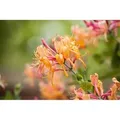Lonicera Henryi Immergrün 60–100 cm