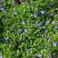 Vinca minor immergrüner Bodendecker winterhart 5-7 Triebe pro Topf violett blau, Anzahl:30 Stück - Violett/Blau