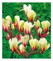 BALDUR Garten Magnolie Sunrise, 1 Pflanze, Flachwurzler, winterhart, blühend, unvergleichliches Farbspiel mit unzähligen Knospen, Meisterzüchtung, Magnolia