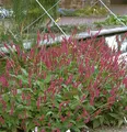 Kerzenknöterich J S Delgado Macho - Persicaria amplexicaulis - lebende Gartenpflanze aus den Baumschulen