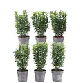 Plants by Frank | 1 laufenden Meter Grüne Spindelstrauch Hecke | Euonymus japonicus 'Green Spire' | Pflanzenset mit 6 winterharten Heckenpflanzen | Immergrüne Hecke | Direkt von der Gärtnerei