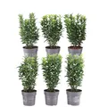 Grüne Spindelstrauch Hecke - 1 laufenden Meter  - Euonymus japonicus 'Green Spir