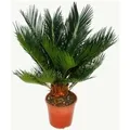 Exotenherz Cycas Revoluta Japanischer Palmfarn mit Knolle 12cm Topf