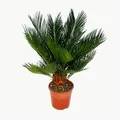 Cycas revoluta - Japanischer Palmfarn mit Knolle - 12cm Topf