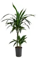 Dehner Drachenbaum, Dracaena Janet Lind, in Hydrokultur, inkl. Wasserstandsanzeiger, ca. 100 cm inkl. Pflanztopf, Ø Topf 15 cm, Zimmerpflanze
