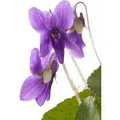 Viola Odorata Königin Charlotte Duftveilchen Ca. 9x9 cm Topf