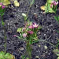 Tausengüldenkraut (Centaurium erythraea) - Bio