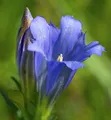 Enzian Blauer Herold - Gentiana paradoxa - lebende Gartenpflanze aus den Baumschulen