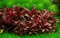 Tropica 1-2-GROW! Mini-Papageienblatt / Alternanthera reineckii 'mini' von TROPICA