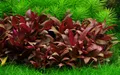Alternanthera reineckii 'Mini', Tropica 1-2 Grow, in Vitro Wasserpflanze
