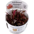Alternanthera reineckii sp. "Mini" 1-2-GROW!
