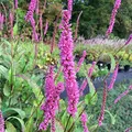 Kerzenknöterich Roseum - Persicaria amplexicaulis - lebende Gartenpflanze aus den Baumschulen