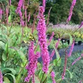 Kerzenknöterich Roseum - Persicaria amplexicaulis