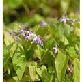 Elfenblume Violaceum - Epimedium grandiflorum