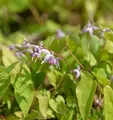 Elfenblume Violaceum - Epimedium grandiflorum