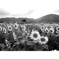Fototapete PAPERMOON "Sonnenblumenfeld Schwarz & Weiß", schwarz (schwarz, weiß), B:3,50m L:2,60m, Vlies, Tapeten