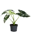Dehner Pfeilblatt, Alocasia micholitziana 'Frydek' variegata, Rarität mit außergewöhnlicher Blattzeichnung, ca. 15 cm, Ø Topf 12 cm, Zimmerpflanze