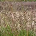 Zittergras Zitterzebra - Briza media