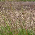 Zittergras Zitterzebra - Briza media - lebende Gartenpflanze aus den Baumschulen